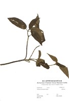 藏品(臺灣莢蒾)的圖片